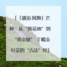 「遇见·风物」芒种：从“黄花地”到“黄金链” 丁嘴金针菜的“古法”经