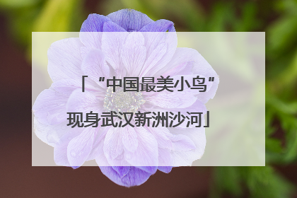 “中国最美小鸟”现身武汉新洲沙河