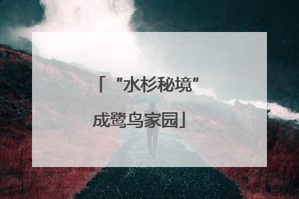 “水杉秘境”成鹭鸟家园