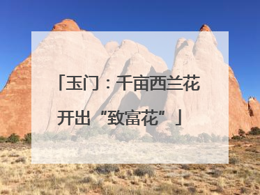 玉门：千亩西兰花开出“致富花”