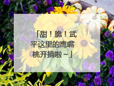 甜！脆！武平这里的鹰嘴桃开摘啦～