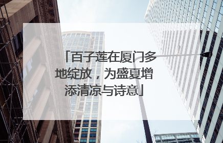百子莲在厦门多地绽放，为盛夏增添清凉与诗意