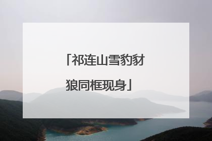 祁连山雪豹豺狼同框现身