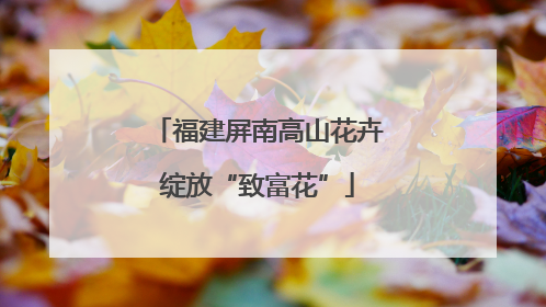 福建屏南高山花卉绽放“致富花”