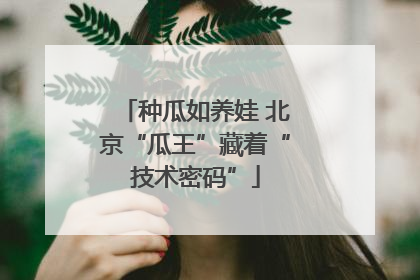 种瓜如养娃 北京“瓜王”藏着“技术密码”