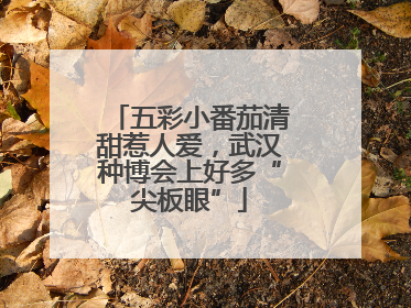 五彩小番茄清甜惹人爱，武汉种博会上好多“尖板眼”