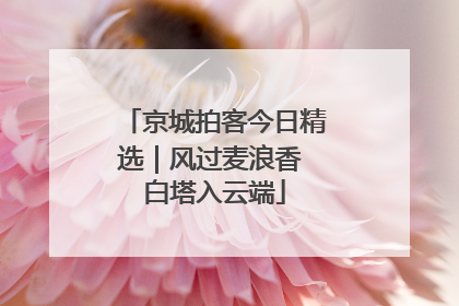 京城拍客今日精选｜风过麦浪香 白塔入云端