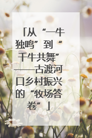 从“一牛独鸣”到“千牛共舞”——古渡河口乡村振兴的“牧场答卷”