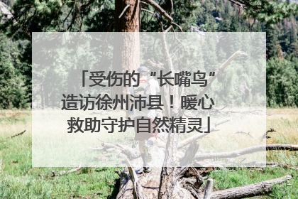 受伤的“长嘴鸟”造访徐州沛县！暖心救助守护自然精灵