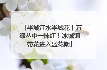 半城江水半城花丨万绿丛中一抹红！冰城锦带花进入盛花期