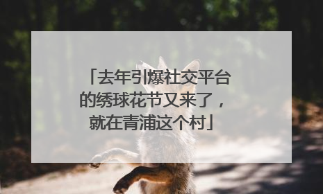 去年引爆社交平台的绣球花节又来了，就在青浦这个村