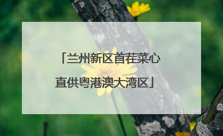 兰州新区首茬菜心直供粤港澳大湾区