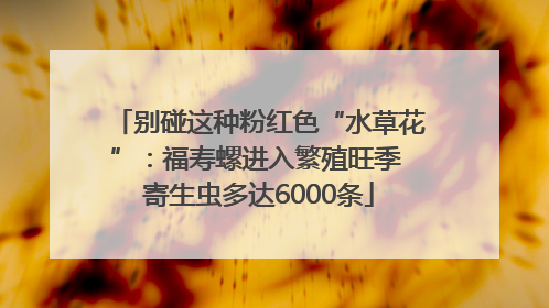 别碰这种粉红色“水草花”：福寿螺进入繁殖旺季 寄生虫多达6000条