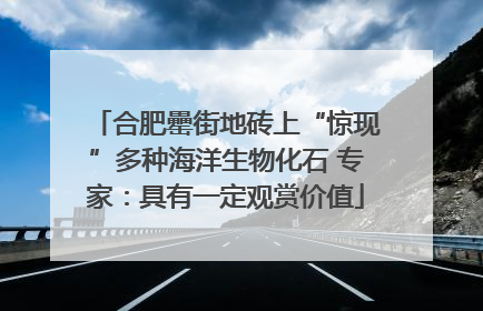 合肥罍街地砖上“惊现”多种海洋生物化石 专家：具有一定观赏价值