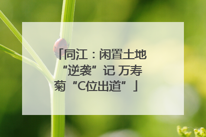 同江：闲置土地“逆袭”记 万寿菊“C位出道”