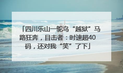 四川乐山一鸵鸟“越狱”马路狂奔，目击者：时速超40码，还对我“笑”了下