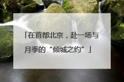 在首都北京，赴一场与月季的“倾城之约”