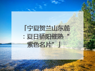 宁夏贺兰山东麓：夏日骄阳催熟“紫色名片”