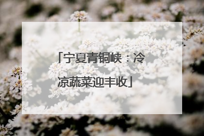 宁夏青铜峡：冷凉蔬菜迎丰收