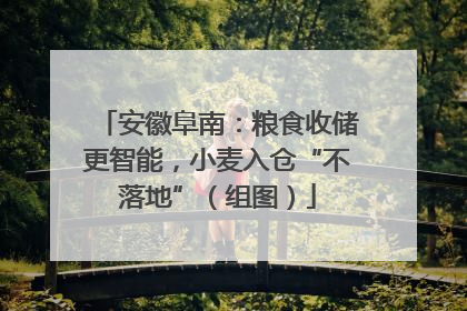 安徽阜南：粮食收储更智能，小麦入仓“不落地”（组图）