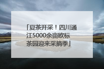 夏茶开采！四川通江5000余亩欧标茶园迎来采摘季