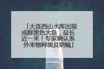 大连西山水库出现成群黑色大鱼，最长近一米！专家确认系外来物种埃及塘鲺