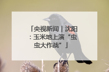 央视新闻｜沈阳：玉米地上演“虫虫大作战”