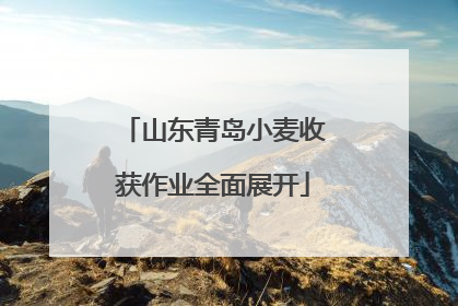 山东青岛小麦收获作业全面展开