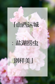 山西运城：盐湖捞虫别样美