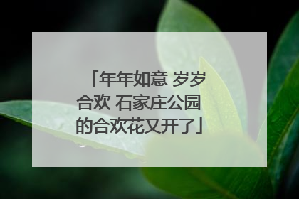 年年如意 岁岁合欢 石家庄公园的合欢花又开了