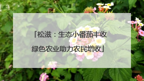 松滋：生态小番茄丰收 绿色农业助力农民增收