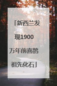 新西兰发现1900万年前喜鹊祖先化石