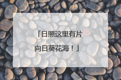 日照这里有片向日葵花海！