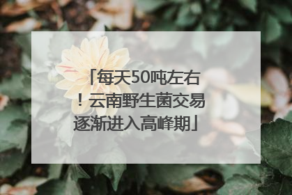 每天50吨左右！云南野生菌交易逐渐进入高峰期