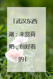 武汉东西湖：来赏荷吧，包好看的