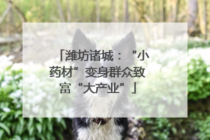 潍坊诸城：“小药材”变身群众致富“大产业”