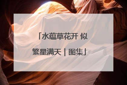 水蕴草花开 似繁星满天｜图集