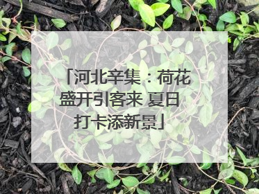 河北辛集：荷花盛开引客来 夏日打卡添新景