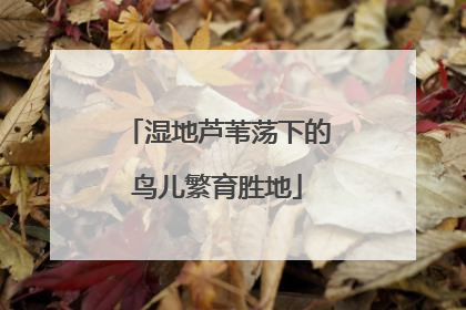 湿地芦苇荡下的鸟儿繁育胜地