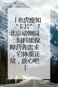 老虎瘦如“卡片”？北京动物园：饲料能保障营养需求，它体重正常，放心吧