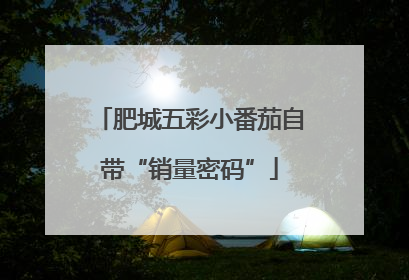 肥城五彩小番茄自带“销量密码”