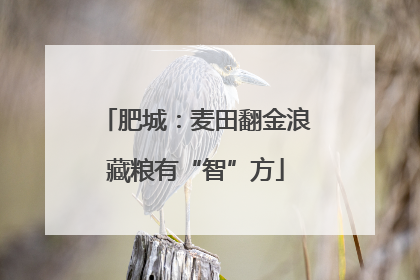 肥城：麦田翻金浪藏粮有“智”方