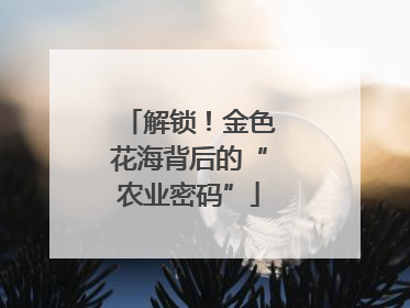 解锁！金色花海背后的“农业密码”