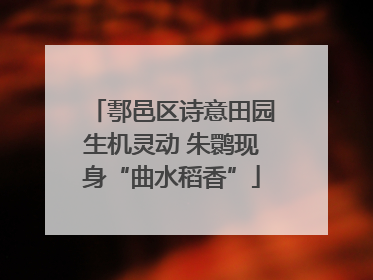 鄠邑区诗意田园生机灵动 朱鹮现身“曲水稻香”
