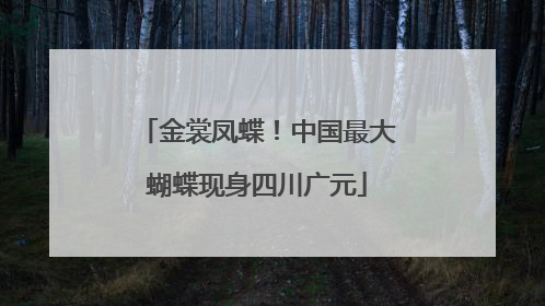金裳凤蝶！中国最大蝴蝶现身四川广元