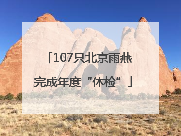 107只北京雨燕完成年度“体检”